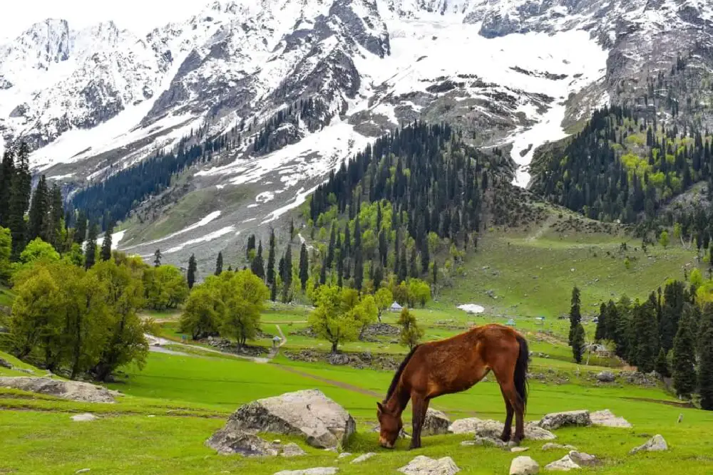 Honeymoon Packages - Jammu & Kashmir